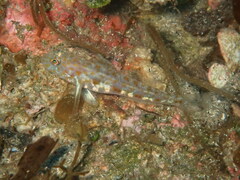 Thorogobius macrolepis