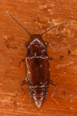 Trigonurus