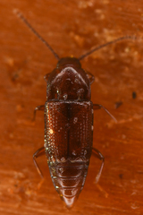 Trigonurus