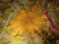 Anthozoa