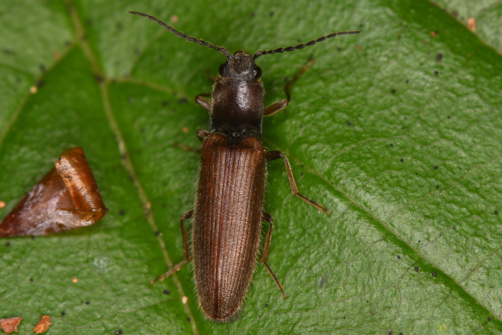 Hemicrepidius falli