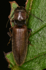 Hemicrepidius