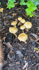 Agrocybe putaminum
