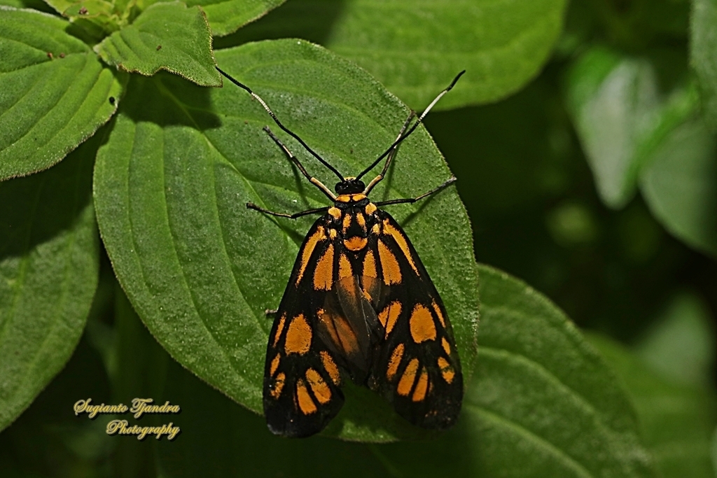 Trypanophora anchora (Trypanophora anchora)