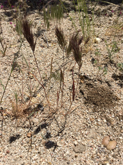 Bromus rubens