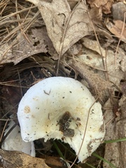 Russulaceae