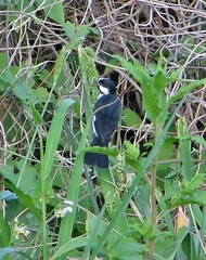 Sporophila lineola
