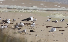 Larus dominicanus vetula