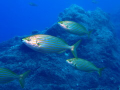Sarpa salpa