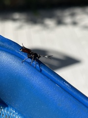 Ichneumonina