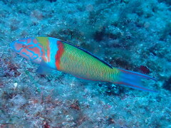 Thalassoma pavo