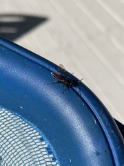 Ichneumonina