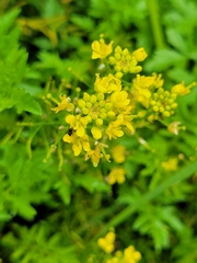 Rorippa sylvestris