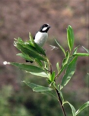 Sporophila lineola