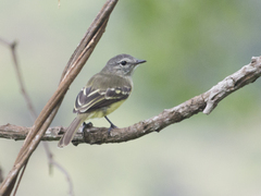 Myiopagis gaimardii