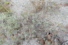 Scutellaria orientalis