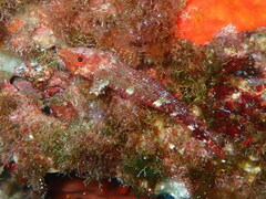 Tripterygion delaisi