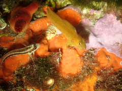 Parablennius pilicornis