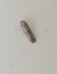 Pigritia