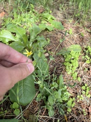 Lactuca virosa
