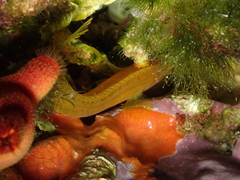 Parablennius pilicornis