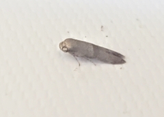 Pigritia