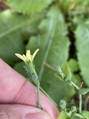 Lactuca virosa
