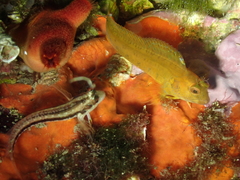 Parablennius pilicornis