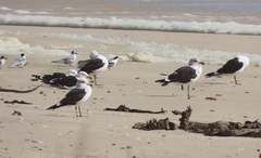 Larus dominicanus vetula
