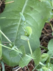 Lactuca virosa