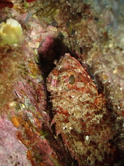 Scorpaena notata