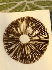 Agrocybe putaminum