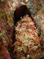 Scorpaena notata