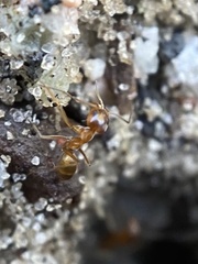 Dorymyrmex bureni