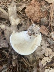 Russulaceae