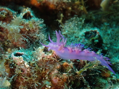 Flabellina affinis