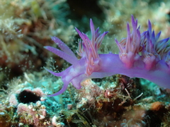 Flabellina affinis