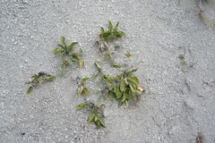 Viola ambigua