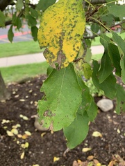 Ptelea trifoliata