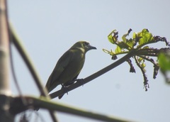Thraupis palmarum