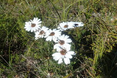 Dimorphotheca nudicaulis