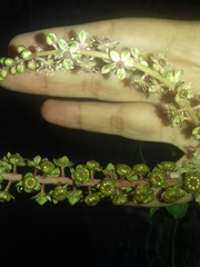 Phytolacca heterotepala