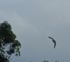 Buteo jamaicensis