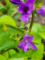 Campanula glomerata