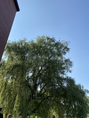 Salix babylonica