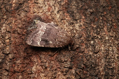 Amphipyra monolitha