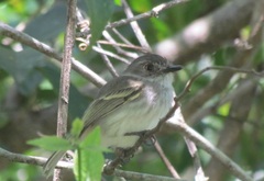 Hemitriccus margaritaceiventer