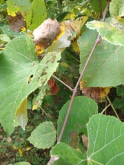 Vitis labrusca