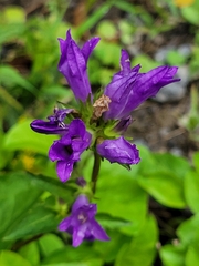 Campanula glomerata