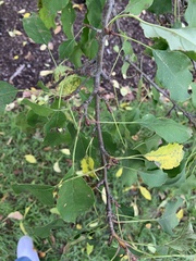 Ptelea trifoliata